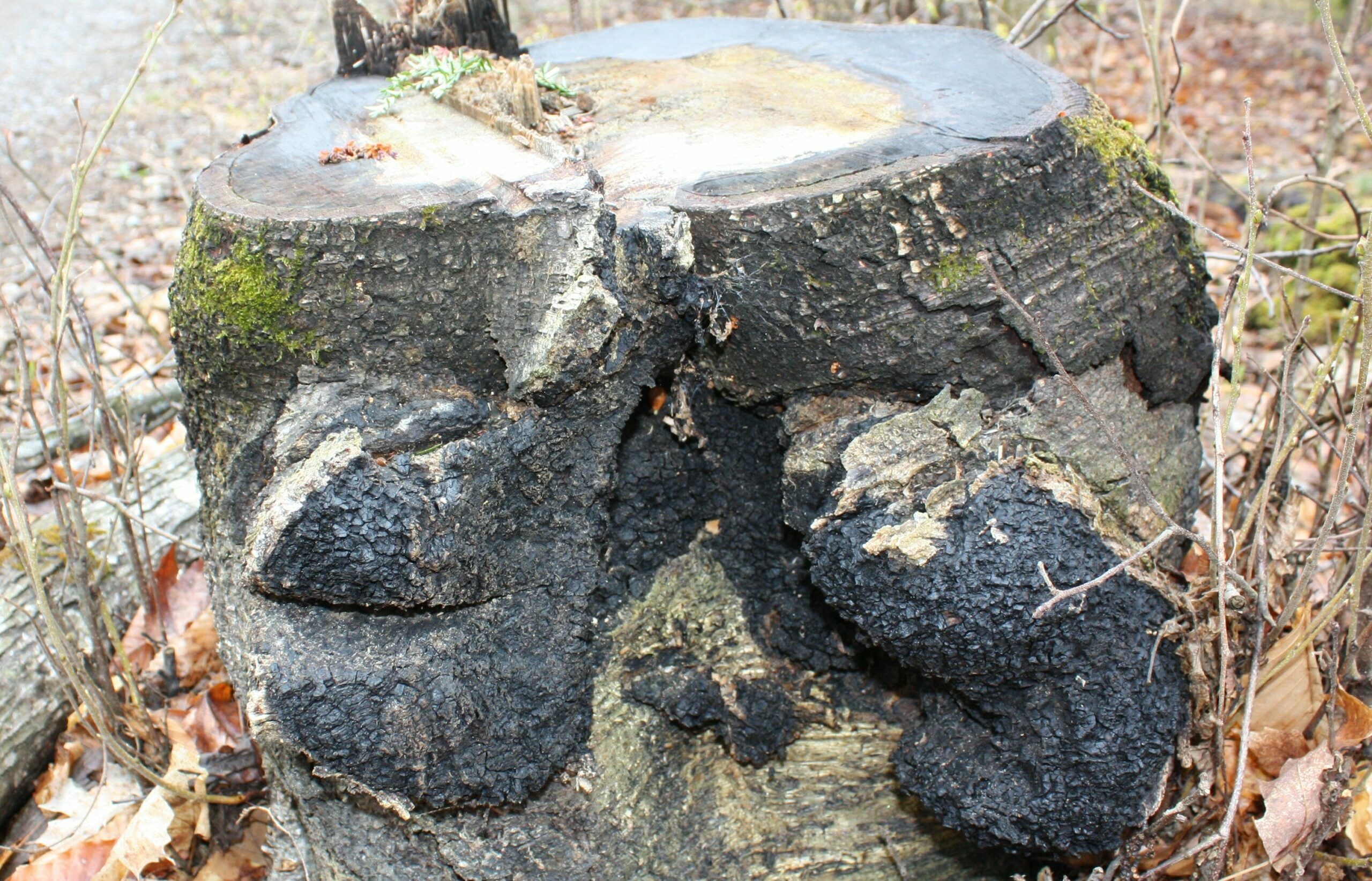 Chaga