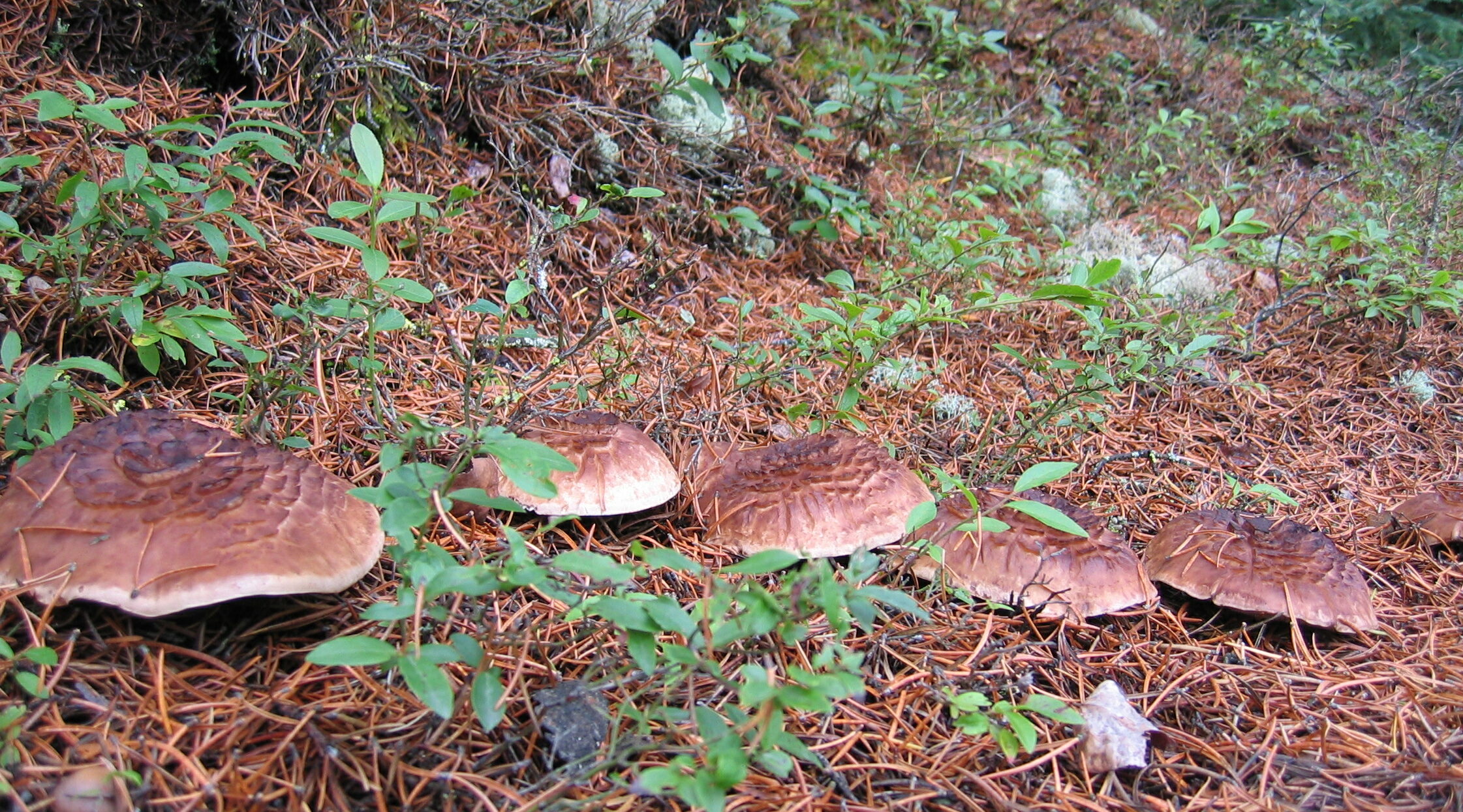 Hydne écailleux – champignon tortue