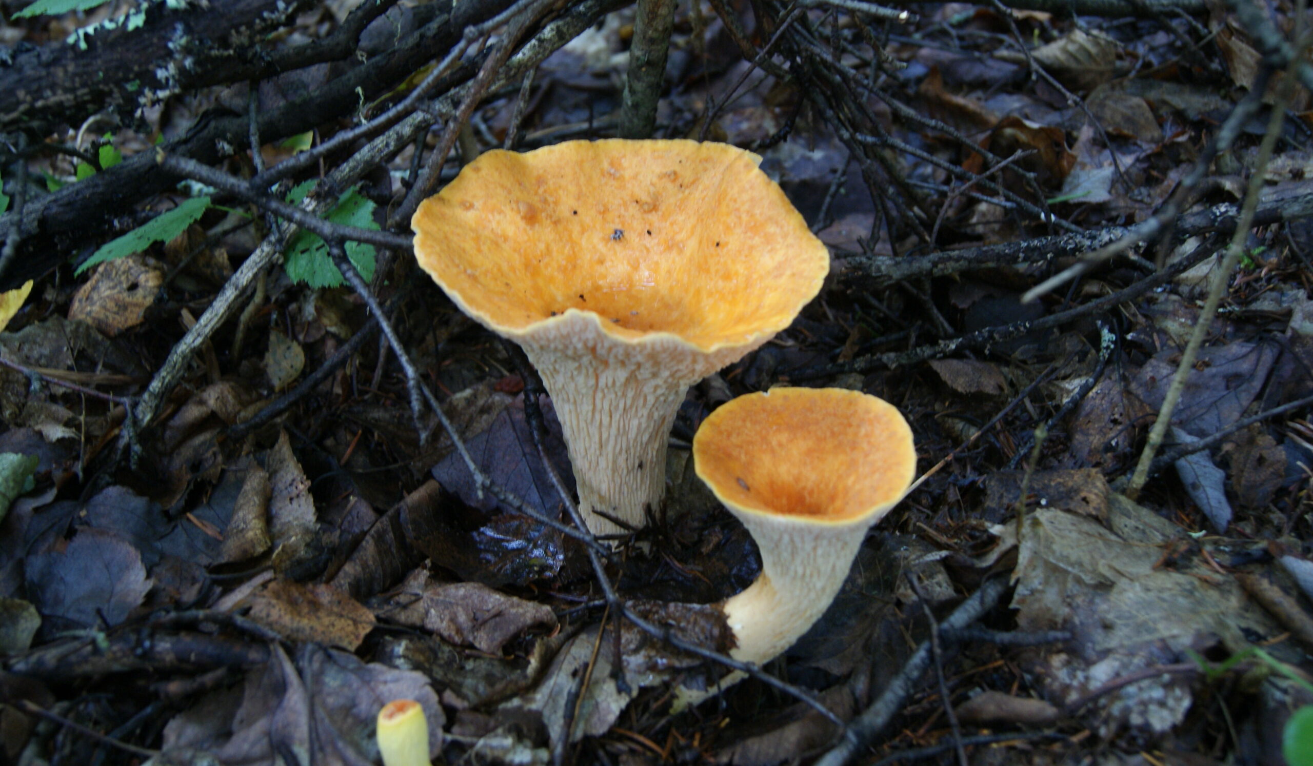 Chanterelle à flocons