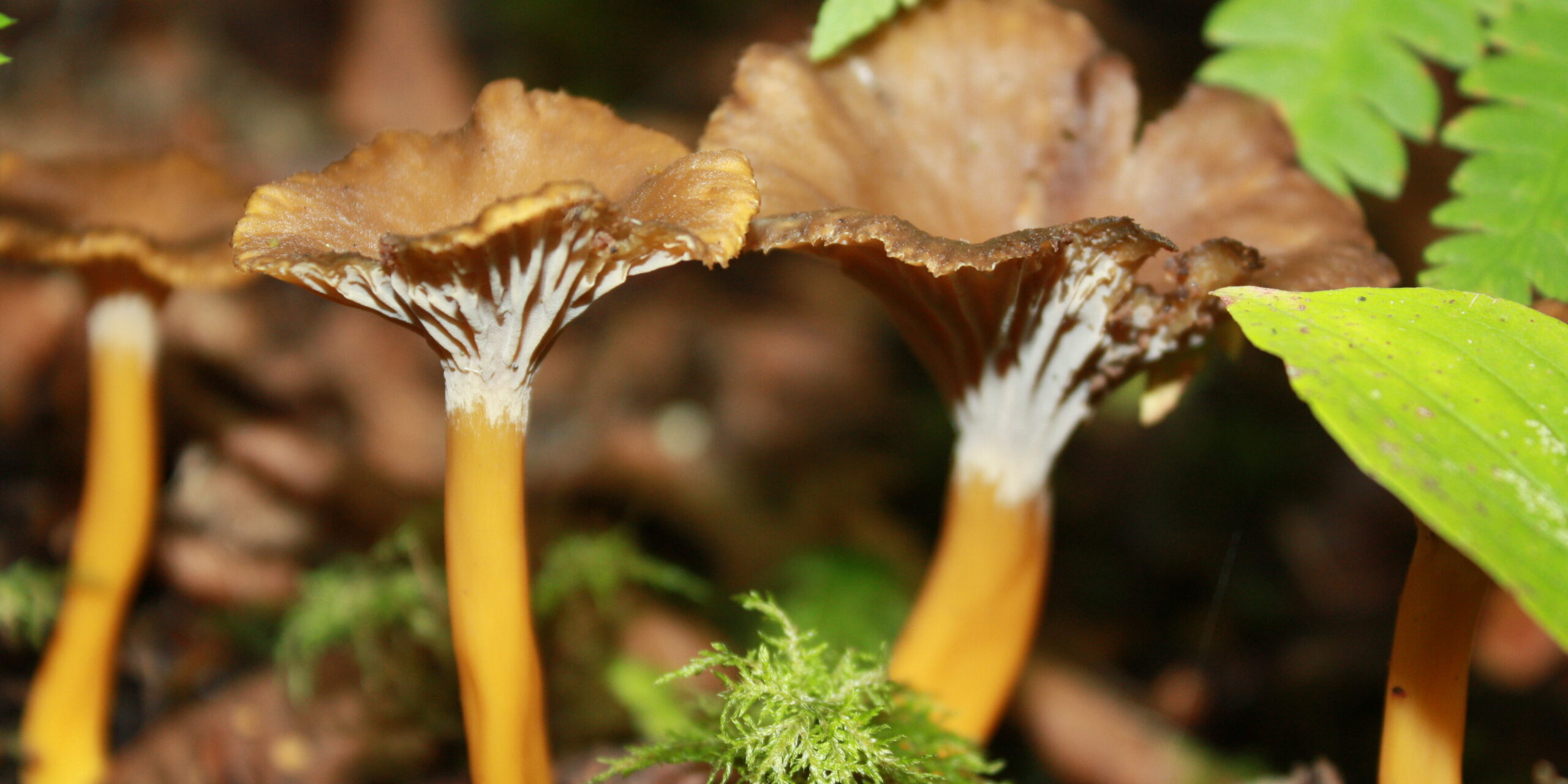 Chanterelle à pied jaune – chanterelle en tube