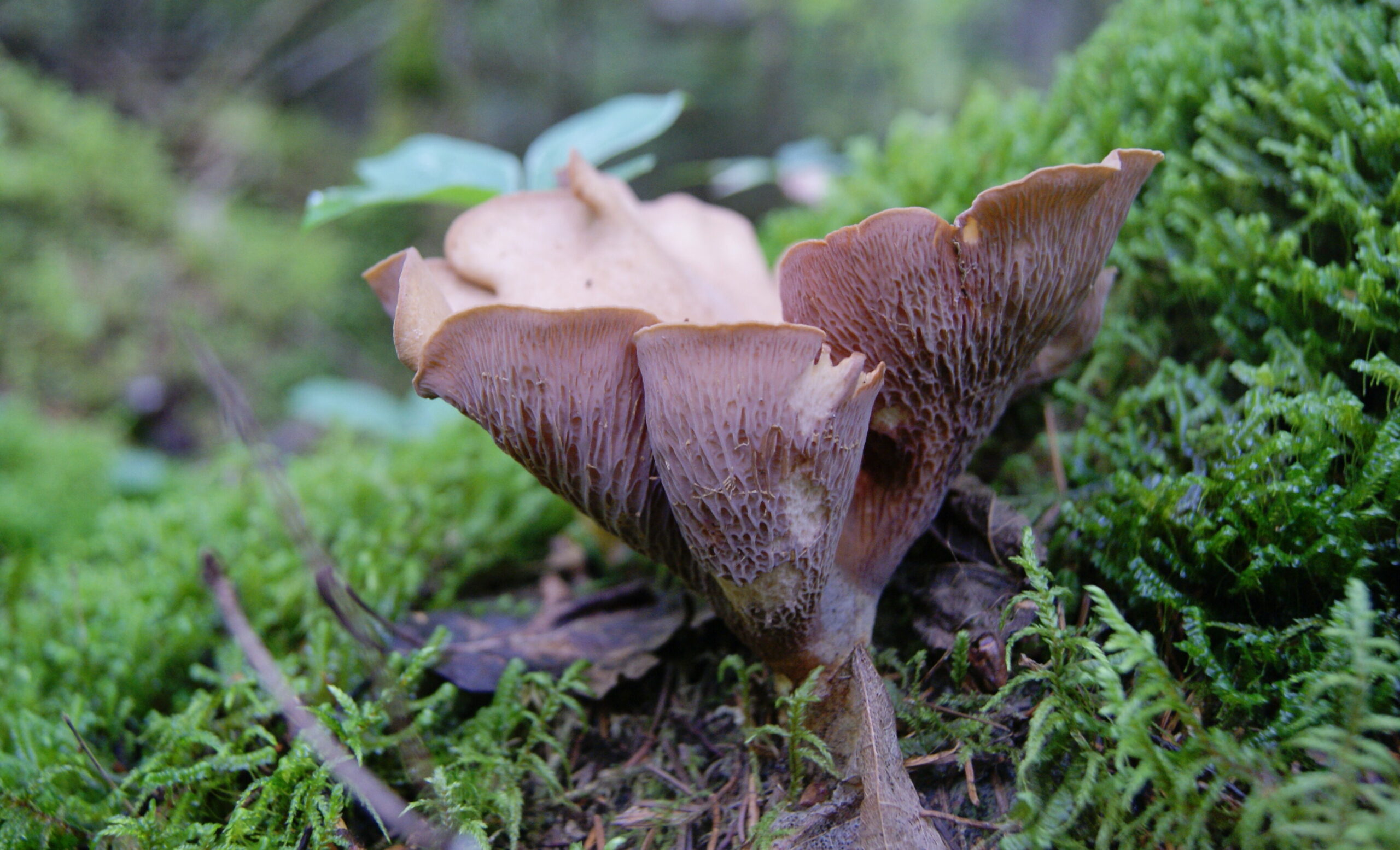 Chanterelle clavaire ou claviforme, gomphe clavé