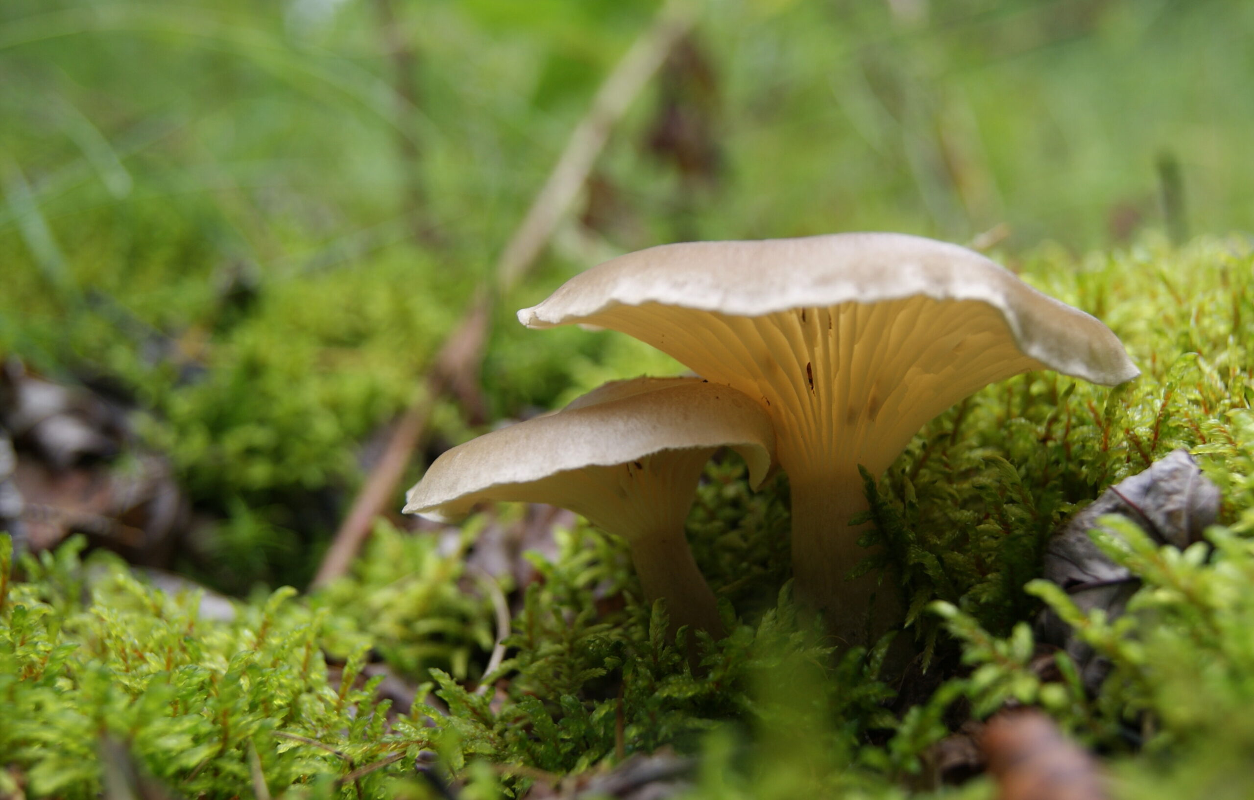 Clitocybe à pied renflé – Papentoute