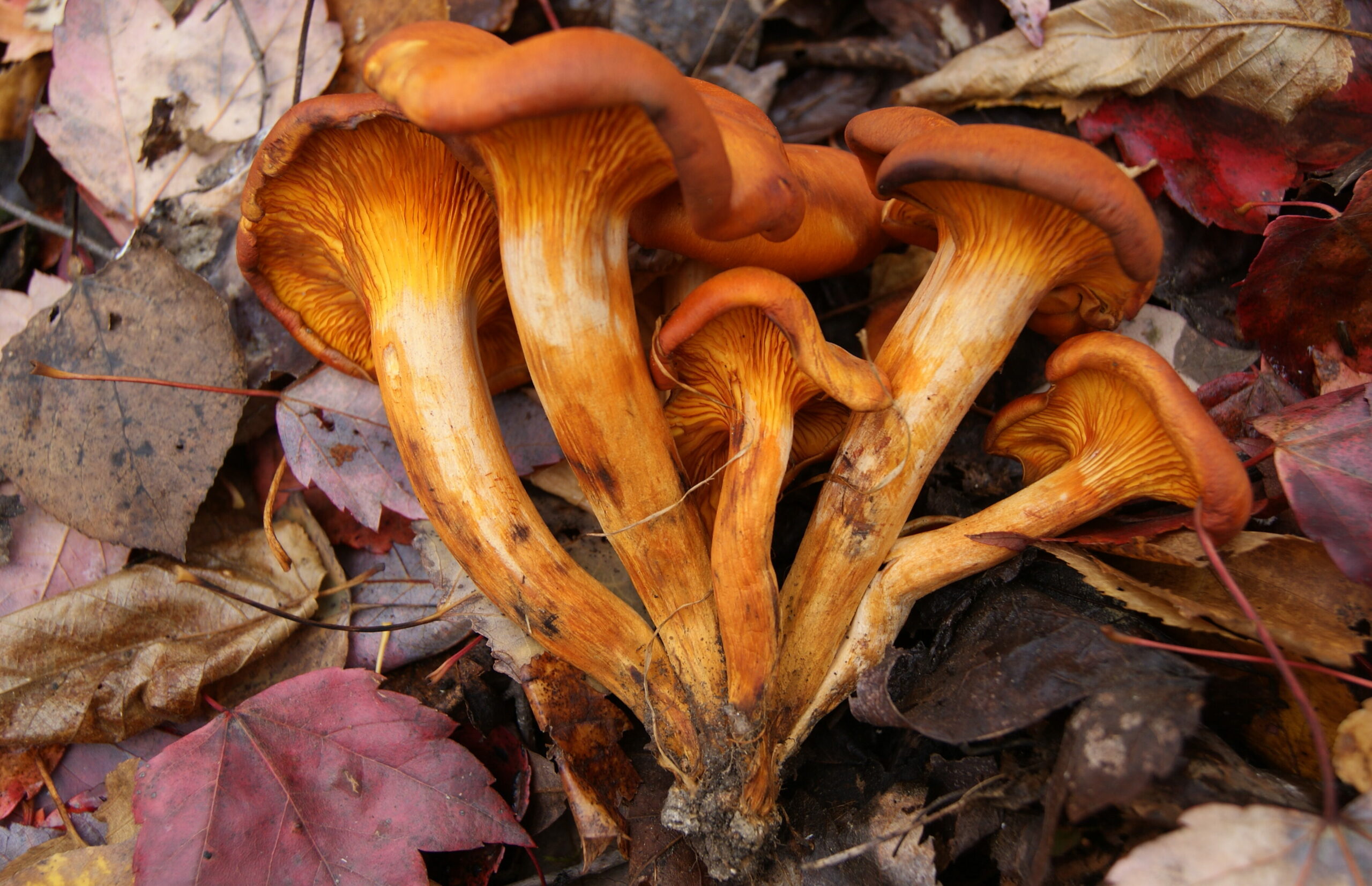 Clitocybe lumineux