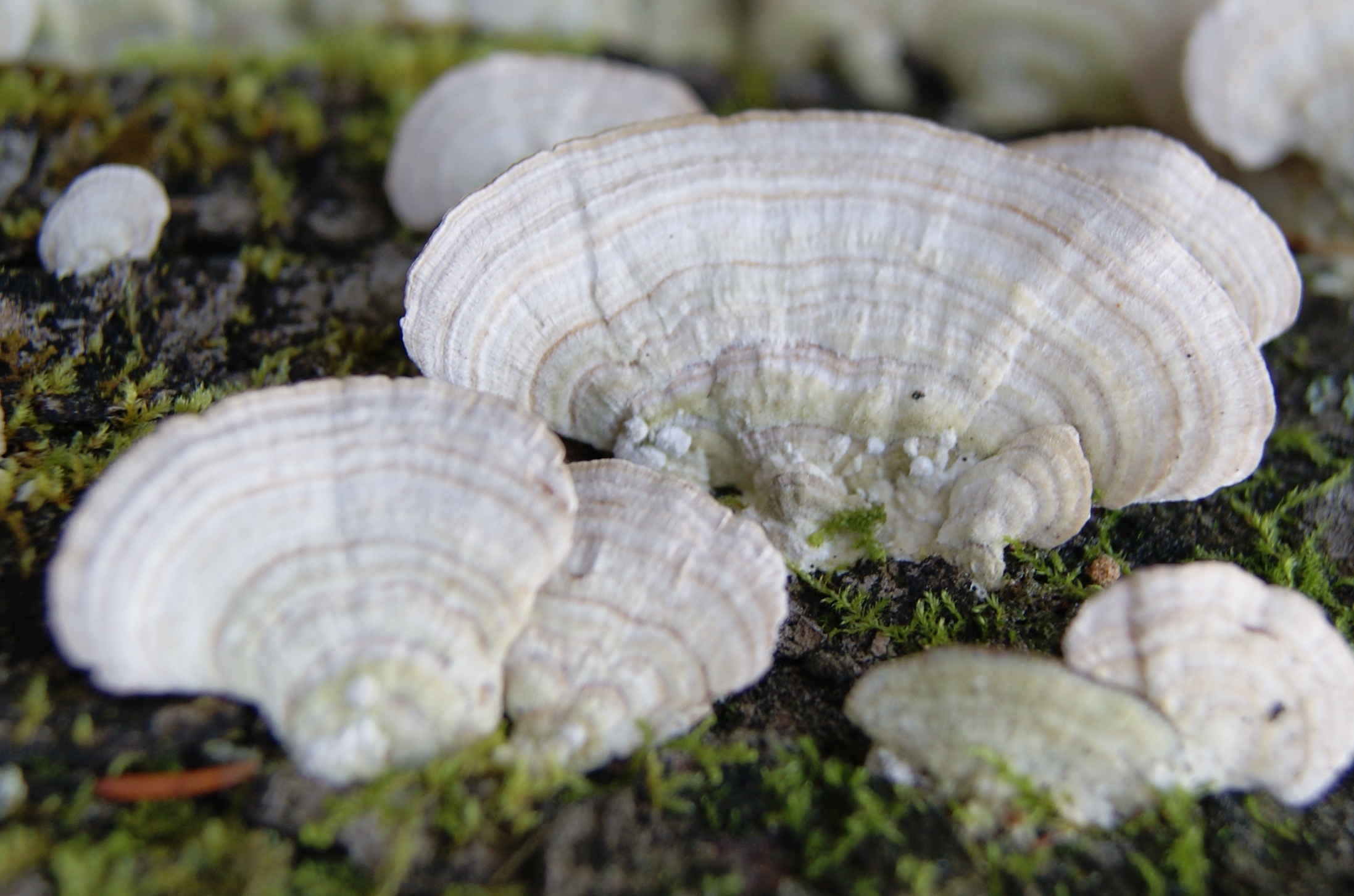 Coriolus – Tramète versicolore