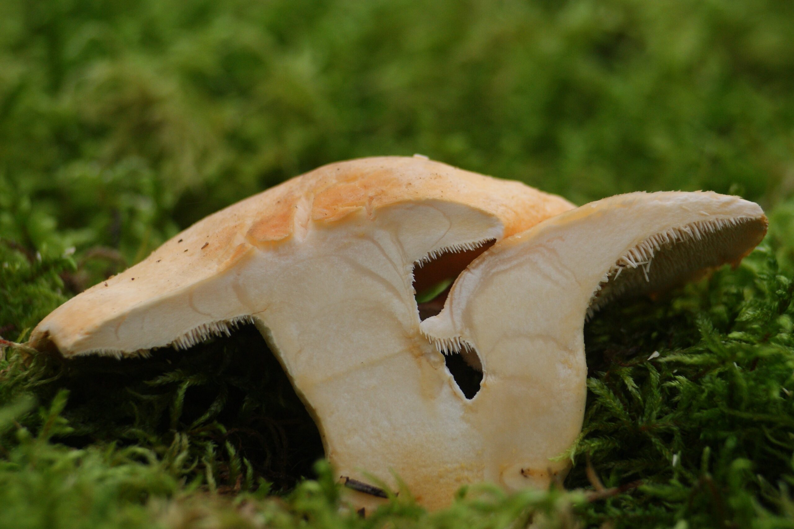 Hydne Sinué (Pieddemouton) Fiche Champignon La Filière Mauricie — free download