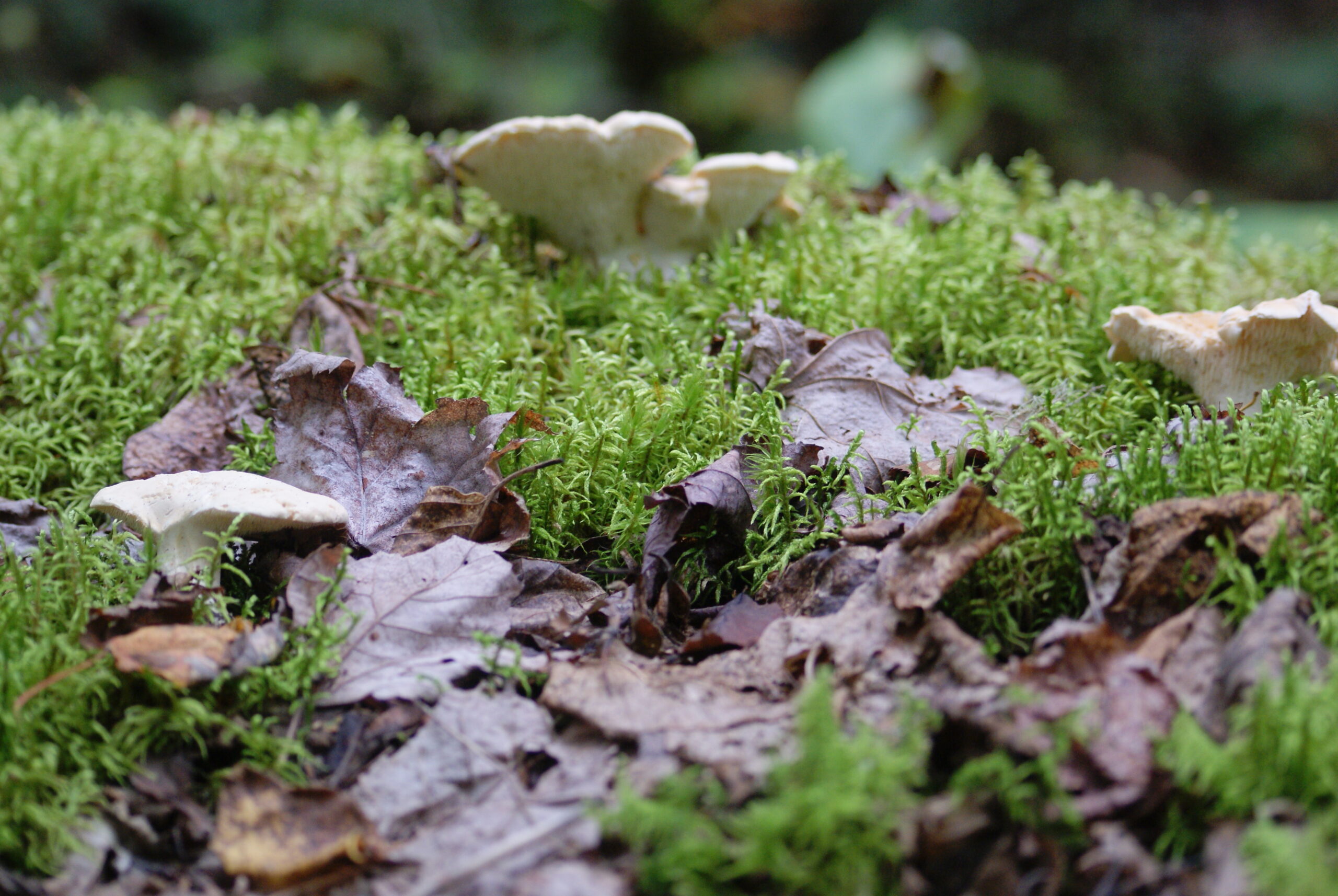 Hydne Sinu Pied de mouton Fiche Champignon La Fili re Mauricie