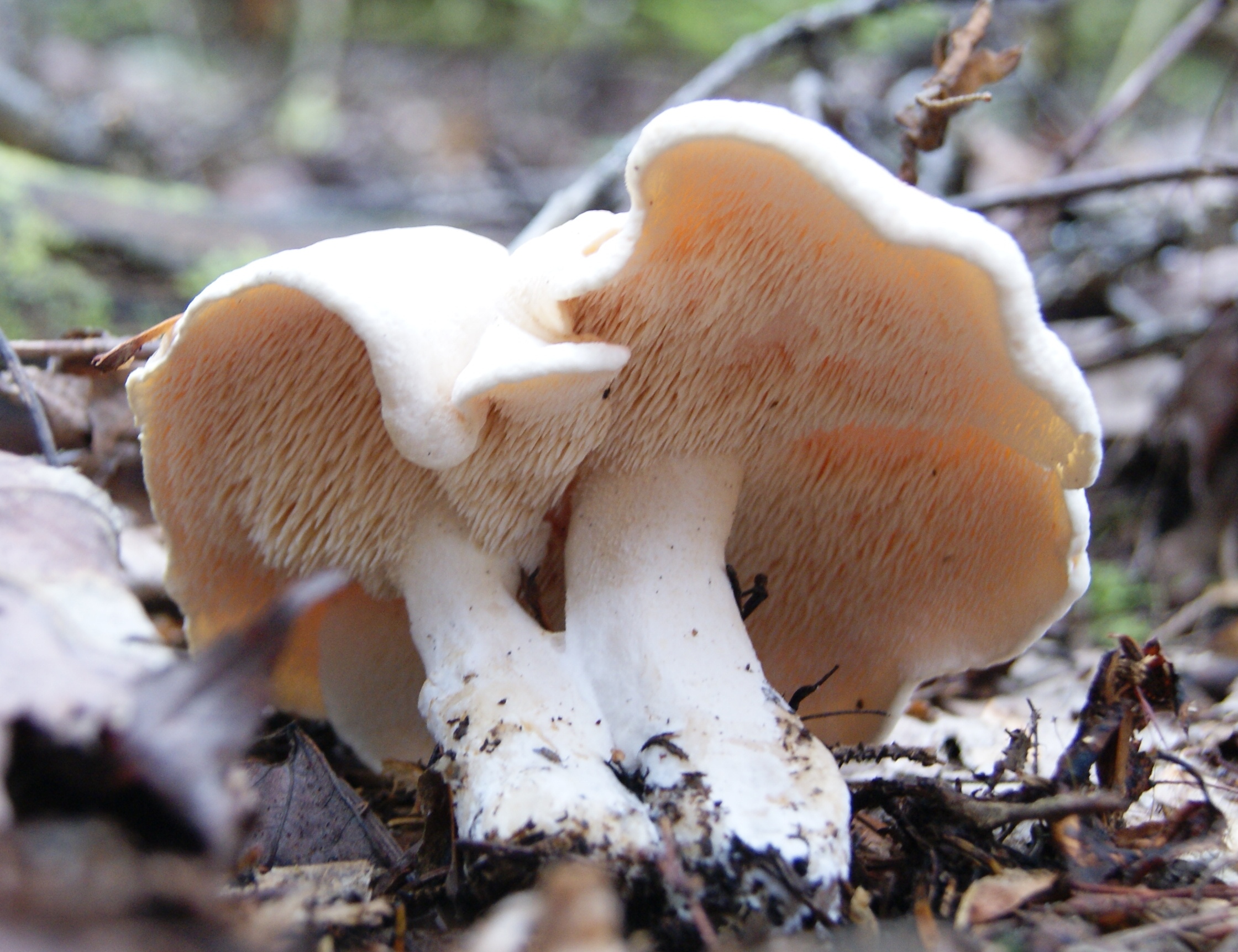 Hydne Sinué (Pieddemouton) Fiche Champignon La Filière Mauricie — free download