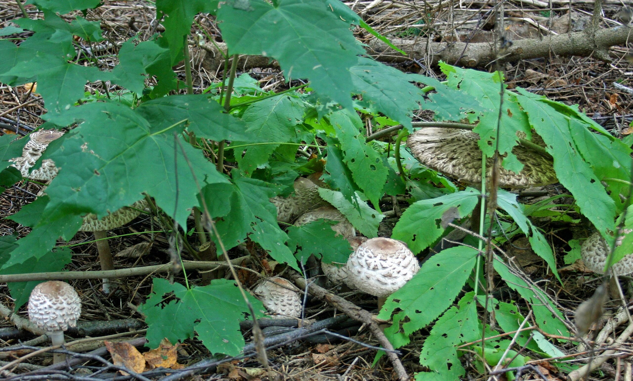 Lépiote déguenillée – Coulemelle