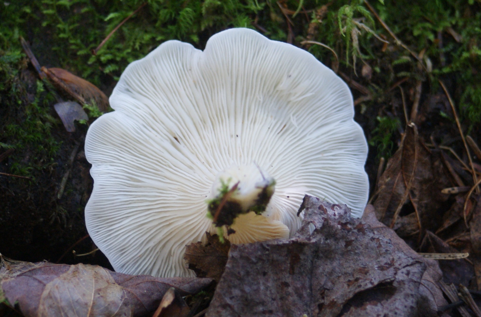 Pleurote tal Fiche D Identification La Fili re Mauricie Pleurote tal Fiche D Identification La Fili re Mauricie