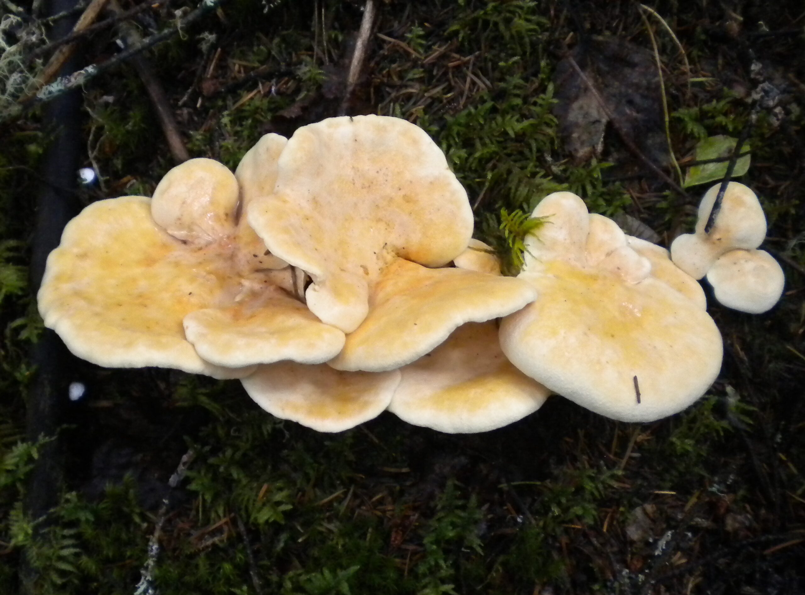 Polypore des brebis