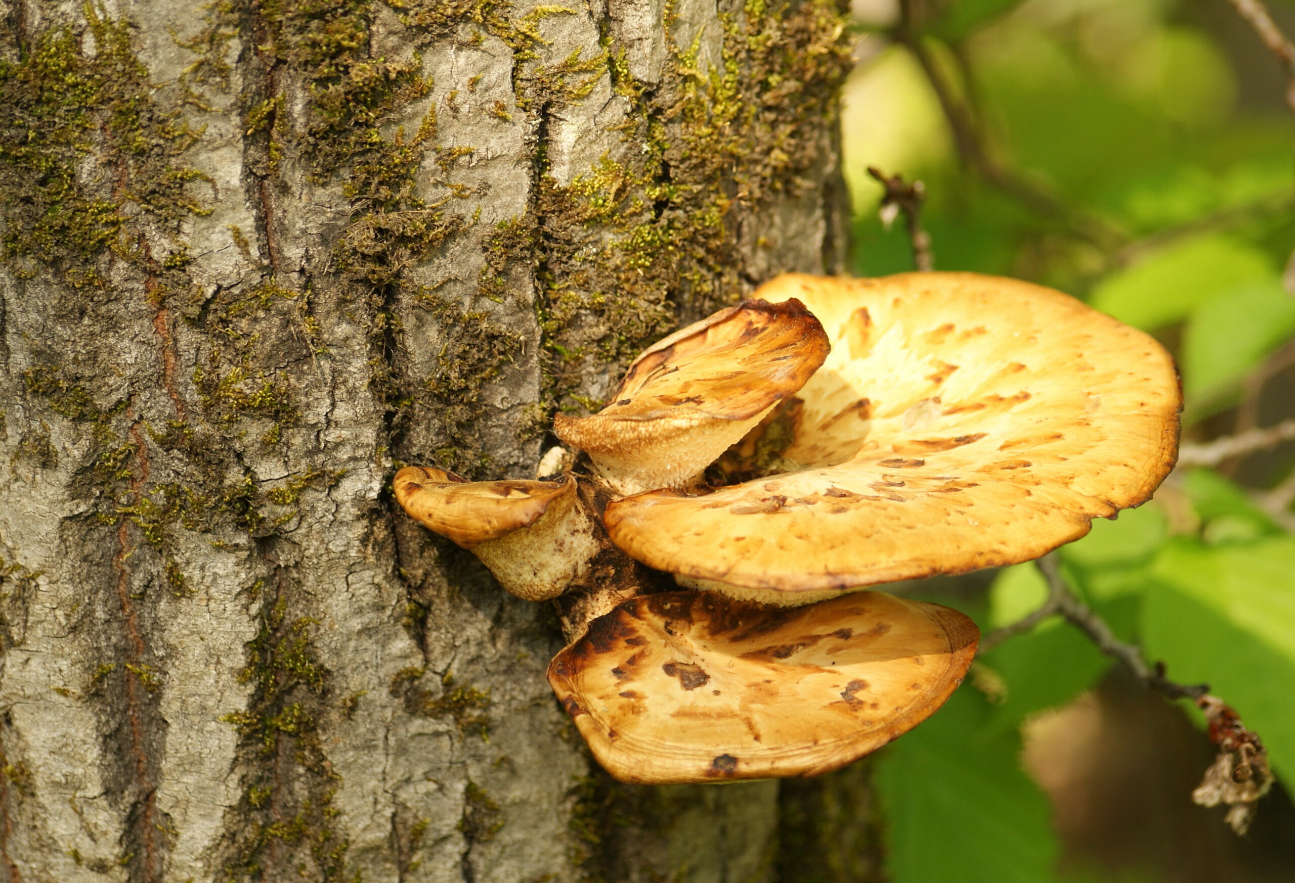 Polypore écailleux – Dryade