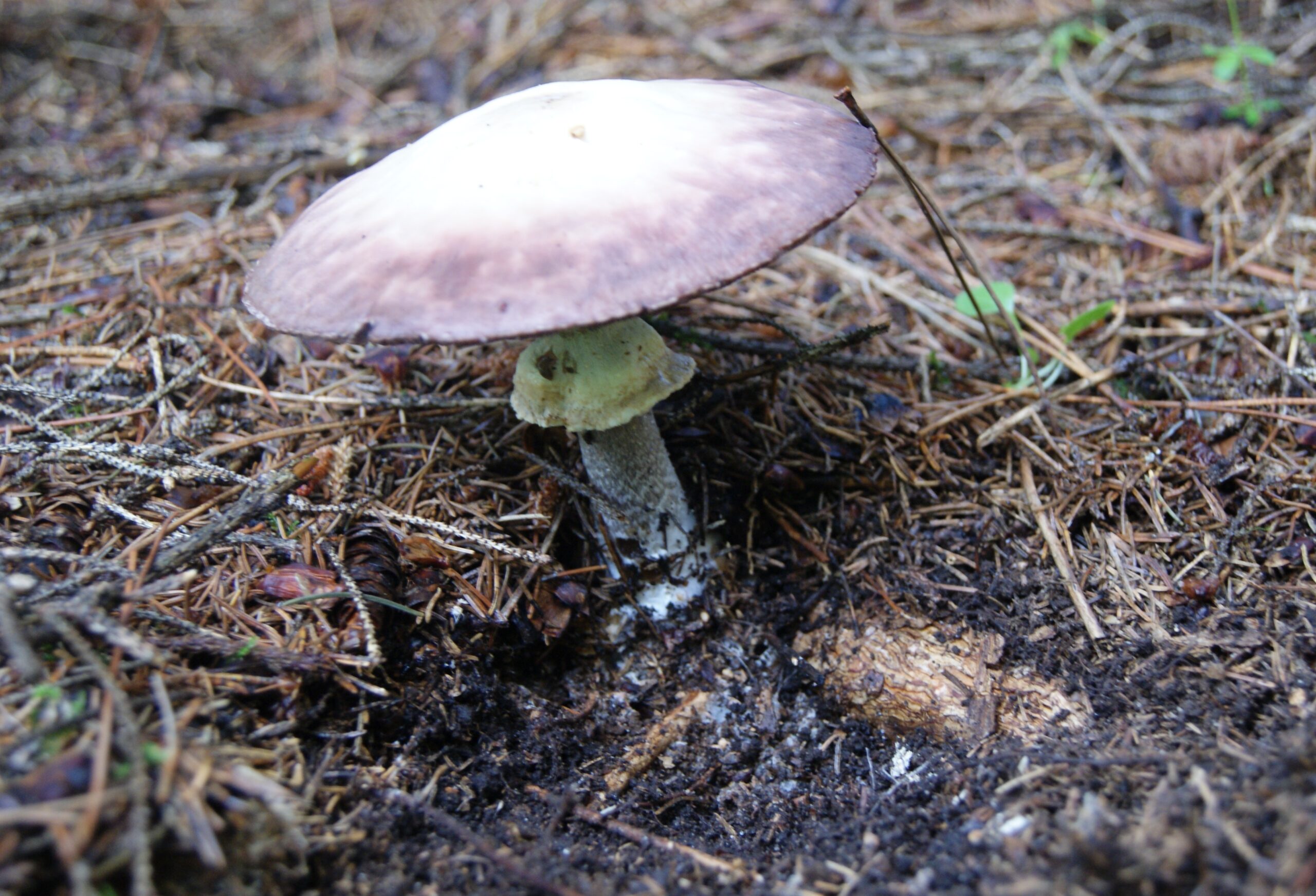 Agaric sylvicole (Psalliotes)