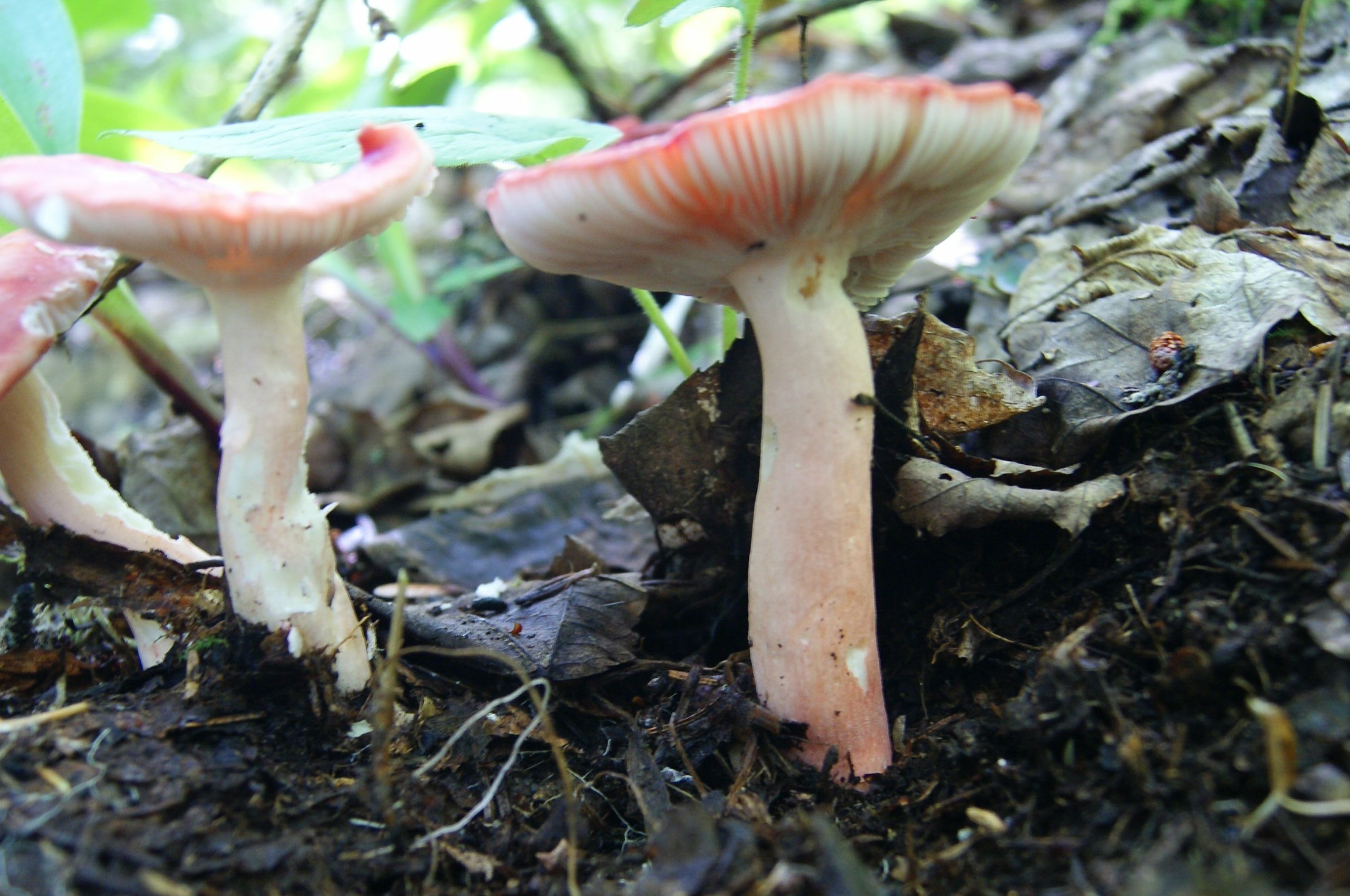 Russule de Peck (Rougette) : fiche champignon | La Filière Mauricie
