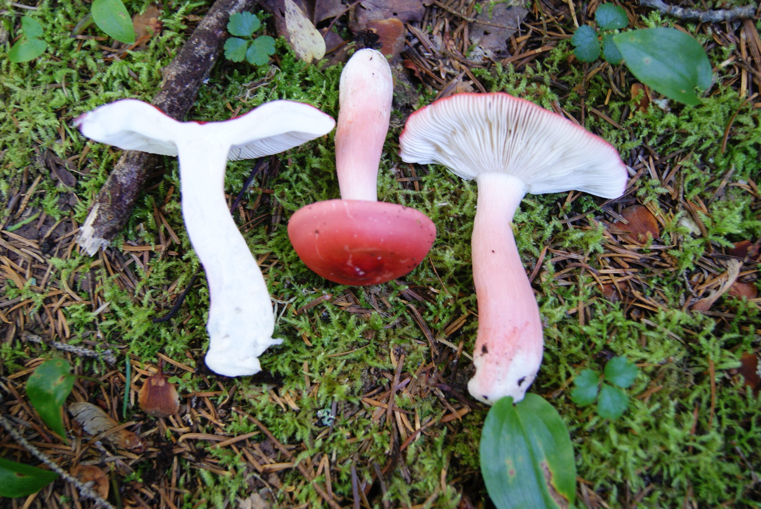 Russule de Peck (Rougette) : fiche champignon | La Filière Mauricie