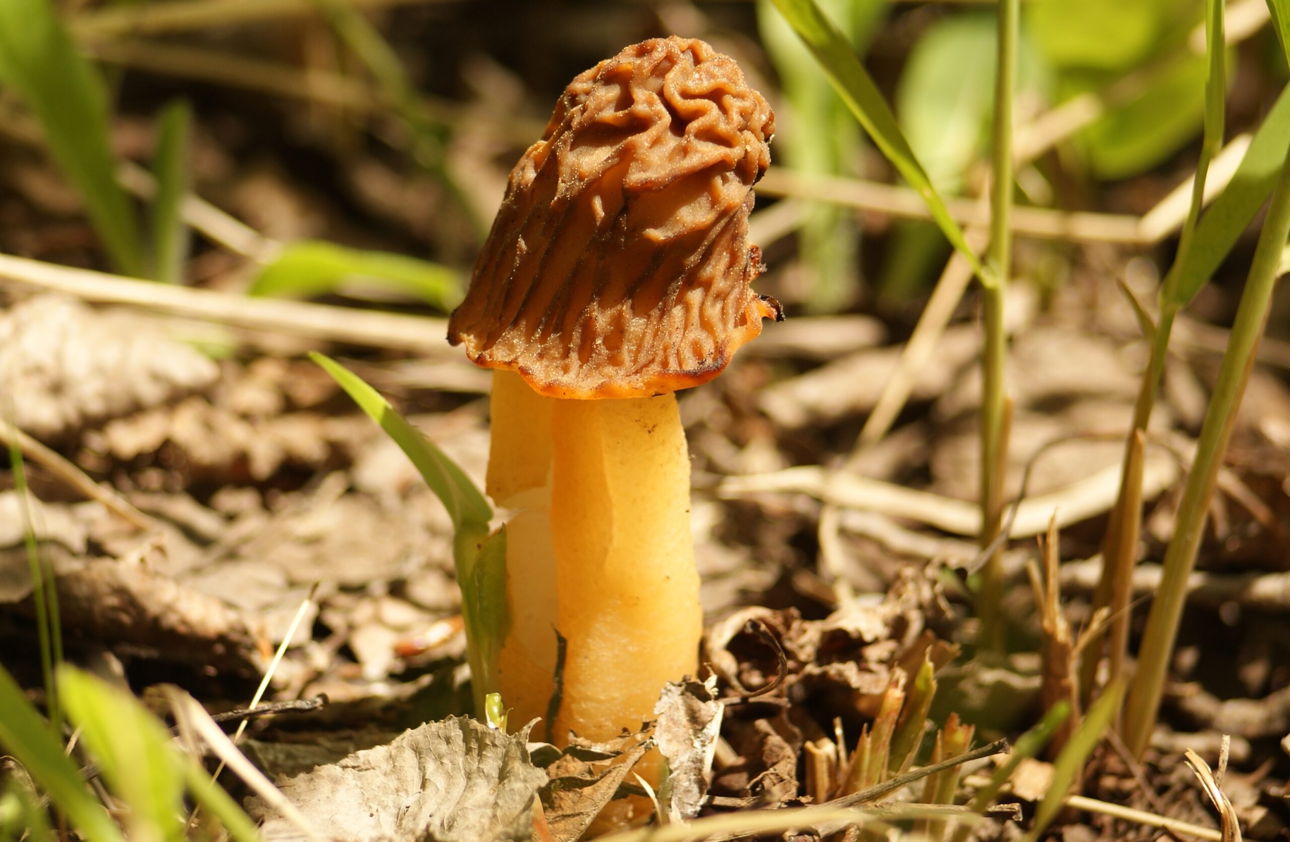 Verpe de bohême La Filière Mauricie