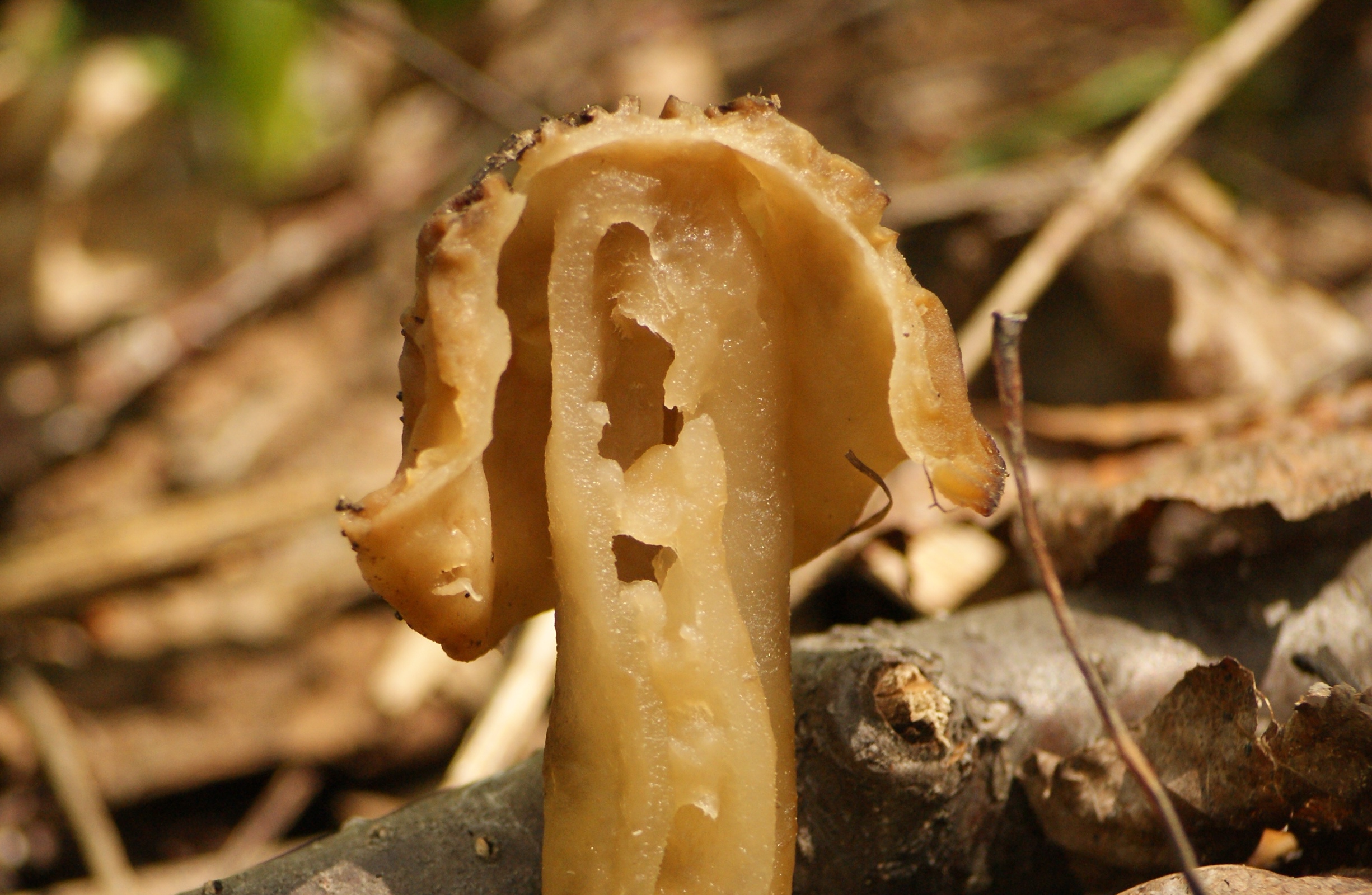 Verpe de bohême La Filière Mauricie