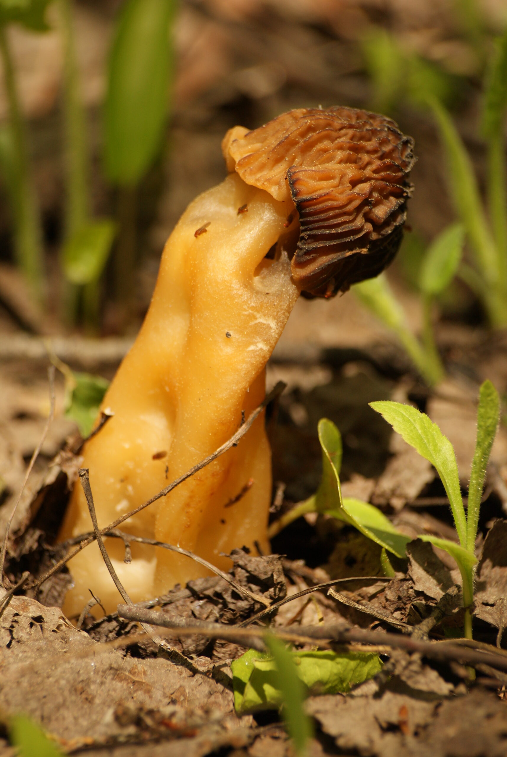 Verpe de bohême La Filière Mauricie