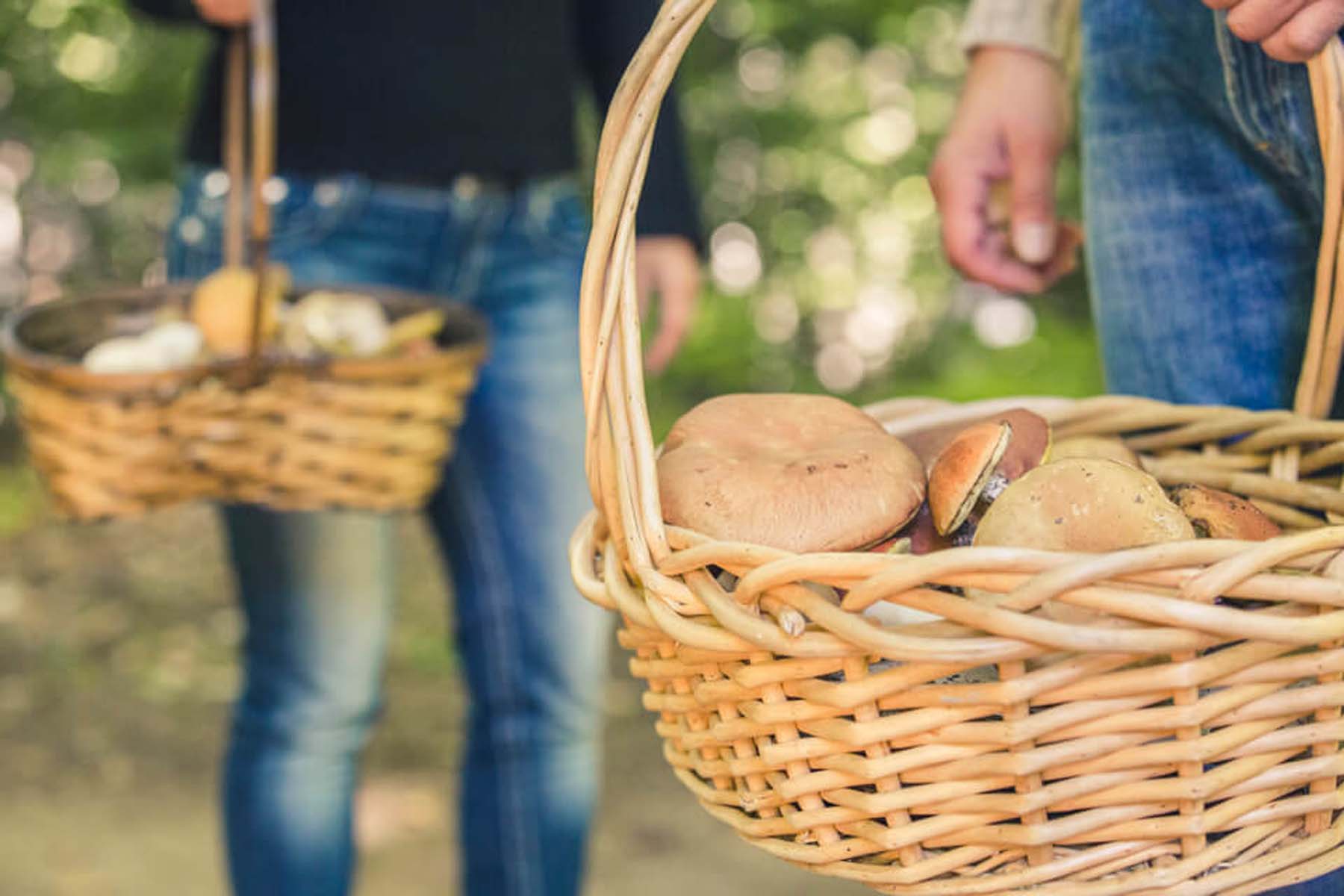 Panier en osier contenant des champignons forestiers récoltés à la main